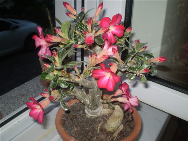 adenium